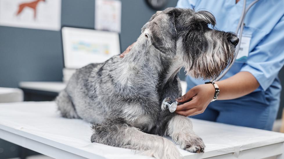 hookworms in dogs; a vet checks a Schnauzer’s heart and lungs.